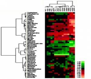Comparative metabolite of Arabidopsis thaliana and Thellungiella salsuginea (halophila) through GC-MS