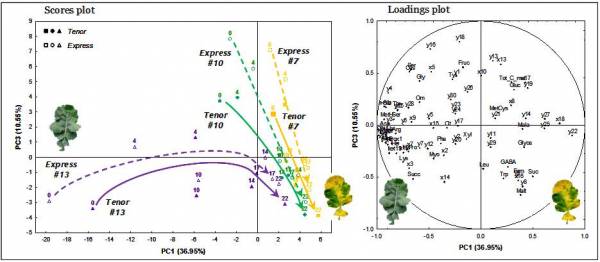 Metabolic  signature and profile evolution of old (# 7), intermediate (# 10) and young (# 13) leaves during vegatative growth of two oilseed rape genotypes