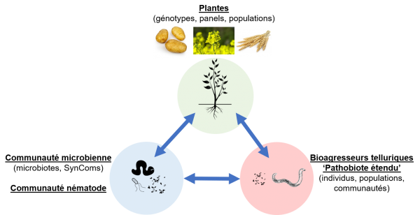 plantes genotypes panel populations