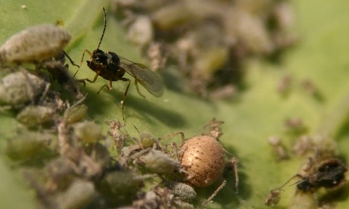 The delay in arrival of the parasitoid Diaeretiella rapae influences the efficiency of cabbage aphid biological control 
