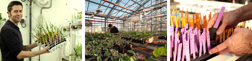 Greenhouses and experimental devices platform